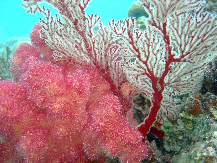62- Alcyonaire et gorgone rouge - Gadji.JPG
